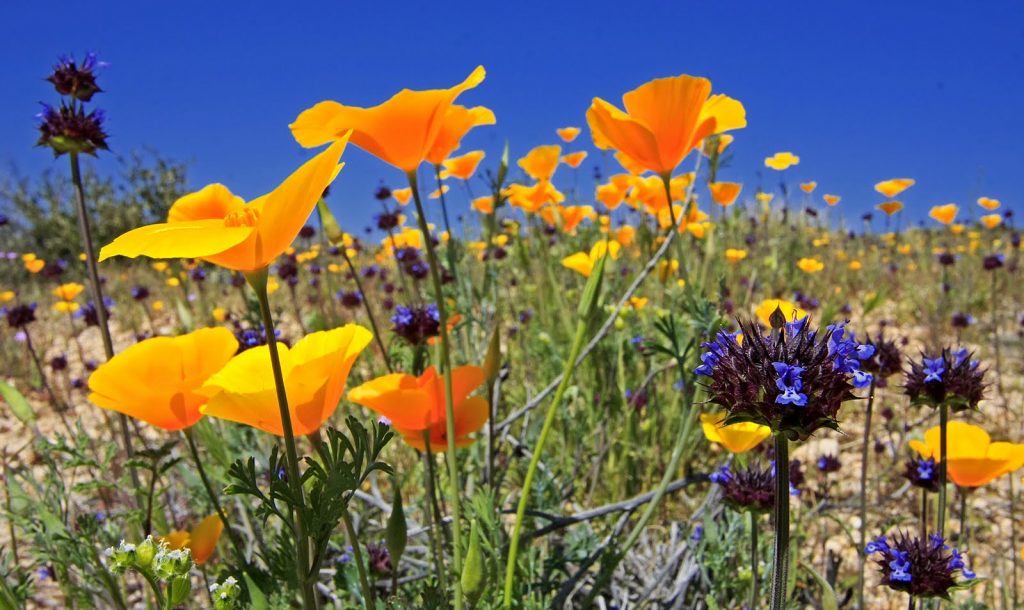 Beeline Blossoming With Wildflowers
